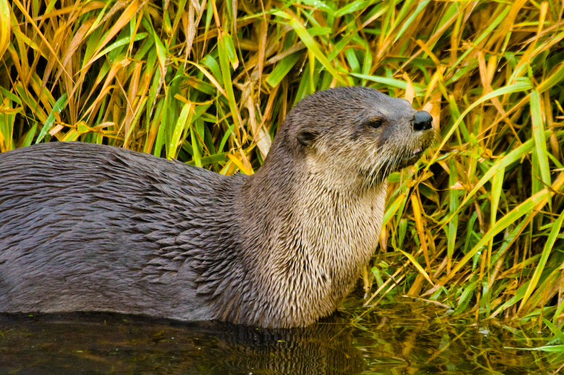 River Otter